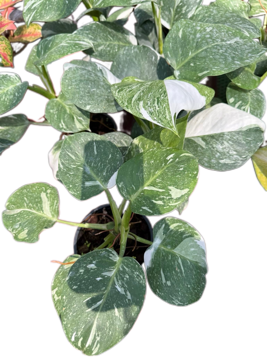 Philodendron White Knight Marble Variegated Wholesale Set of 10 Plants