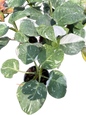 Philodendron White Knight Marble Variegated Wholesale Set of 10 Plants