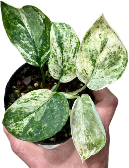 Scindapsus Jade Satin Marble Variegated Wholesale Set of 10 Plants