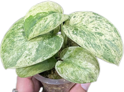 Scindapsus Jade Satin Marble Variegated Wholesale Set of 10 Plants