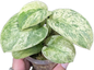 Scindapsus Jade Satin Marble Variegated Wholesale Set of 10 Plants
