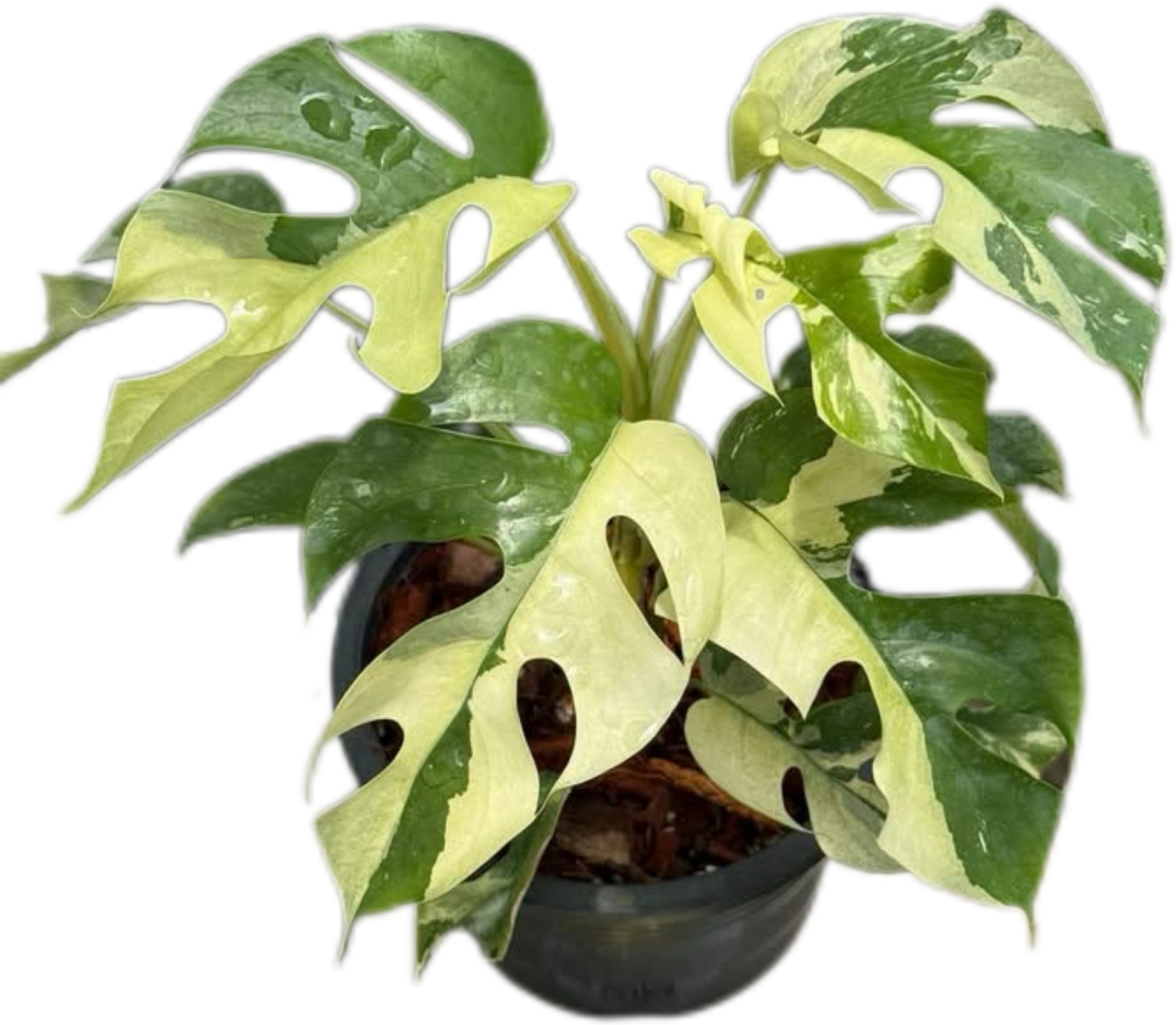 Rhaphidophora Tetrasperma Ginny Mini Monstera Wholesale Set of 10 Plants