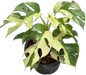 Rhaphidophora Tetrasperma Ginny Mini Monstera Wholesale Set of 10 Plants