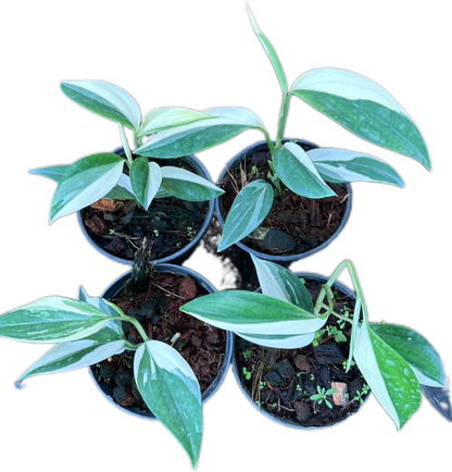 blue philodendron Buy Scindapsus Blue Albo Variegated Set o…