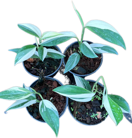 Scindapsus Blue Albo Variegated Wholesale Set of 5 plants