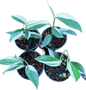 Scindapsus Blue Albo Variegated Wholesale Set of 5 plants