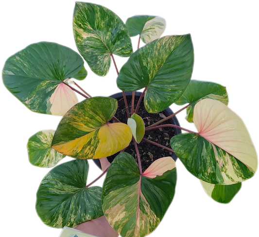 Homalomena Rubescens Peach Pink  Variegated