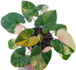 Homalomena Rubescens Peach Pink  Variegated
