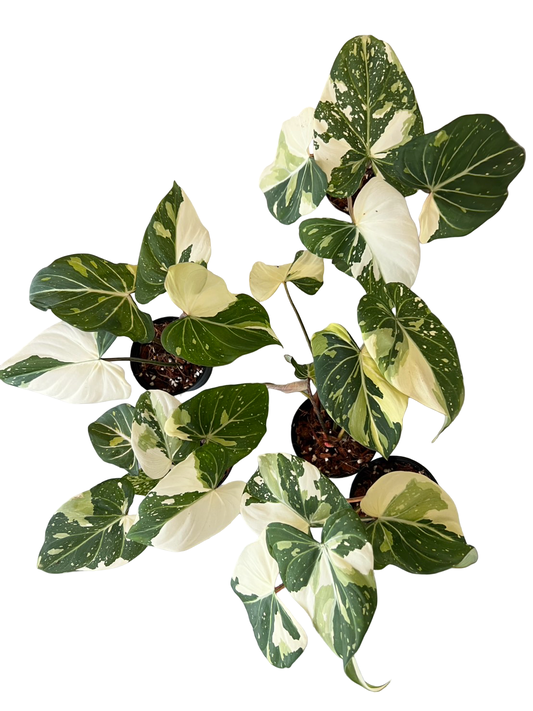 Philodendron gloriosum Variegated – Set of 10 Plants