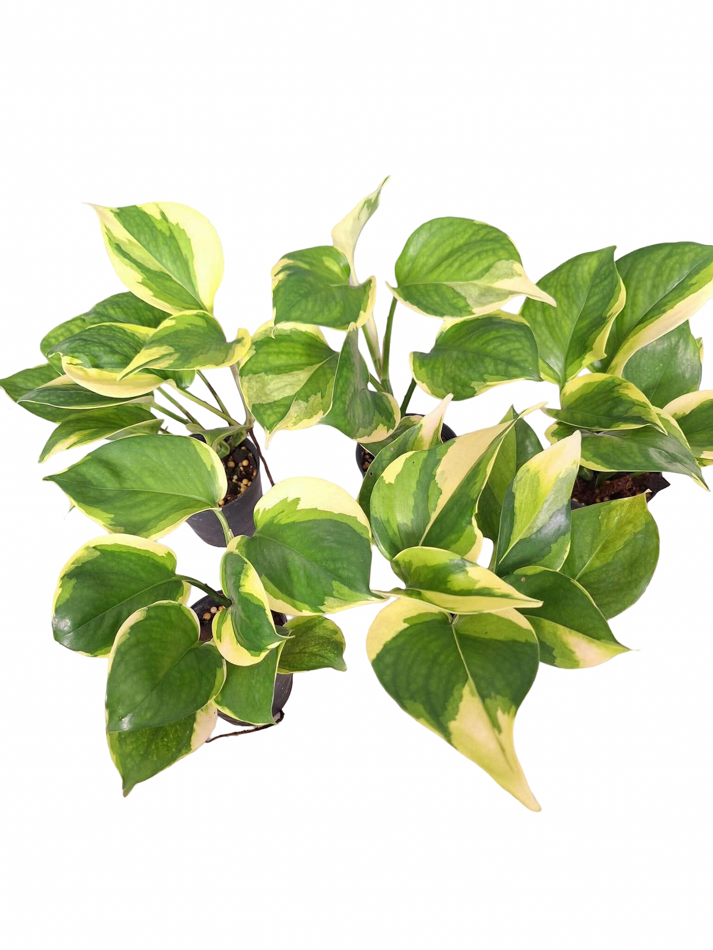 Epipremnum ‘Poonsin Manjula’ — Set of 10 Plants