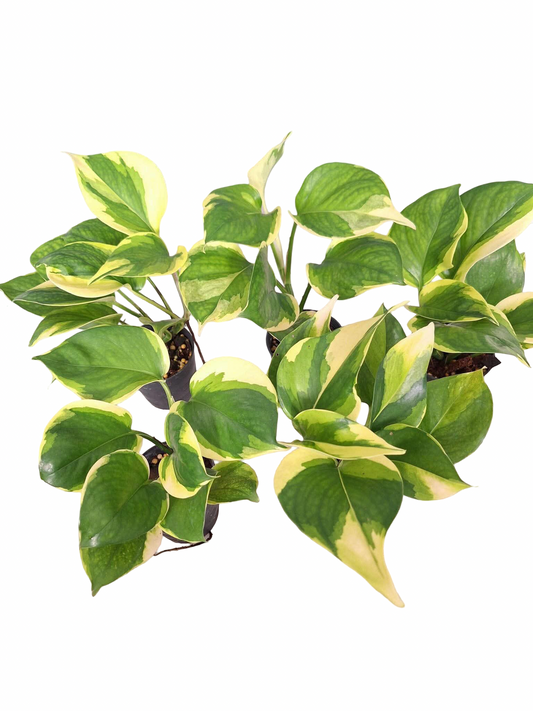 Epipremnum ‘Poonsin Manjula’ — Set of 10 Plants