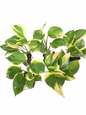 Epipremnum ‘Poonsin Manjula’ — Set of 10 Plants