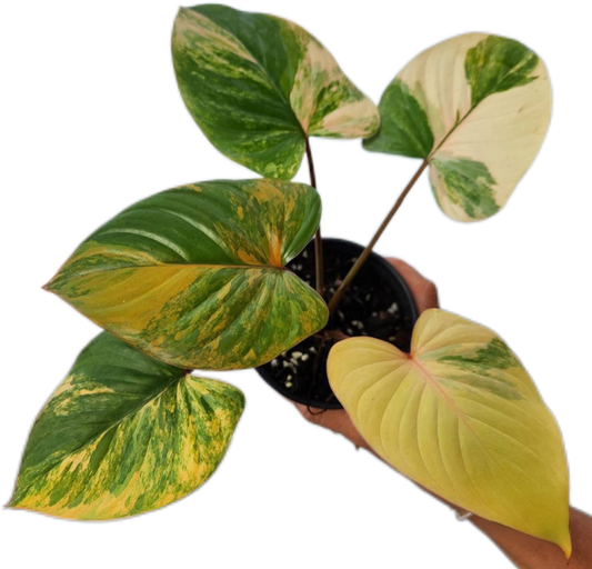 Homalomena Rubescens Aurea  Variegated Wholesale Set of 5 Plants 