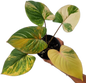 Homalomena Rubescens Aurea  Variegated Wholesale Set of 5 Plants 