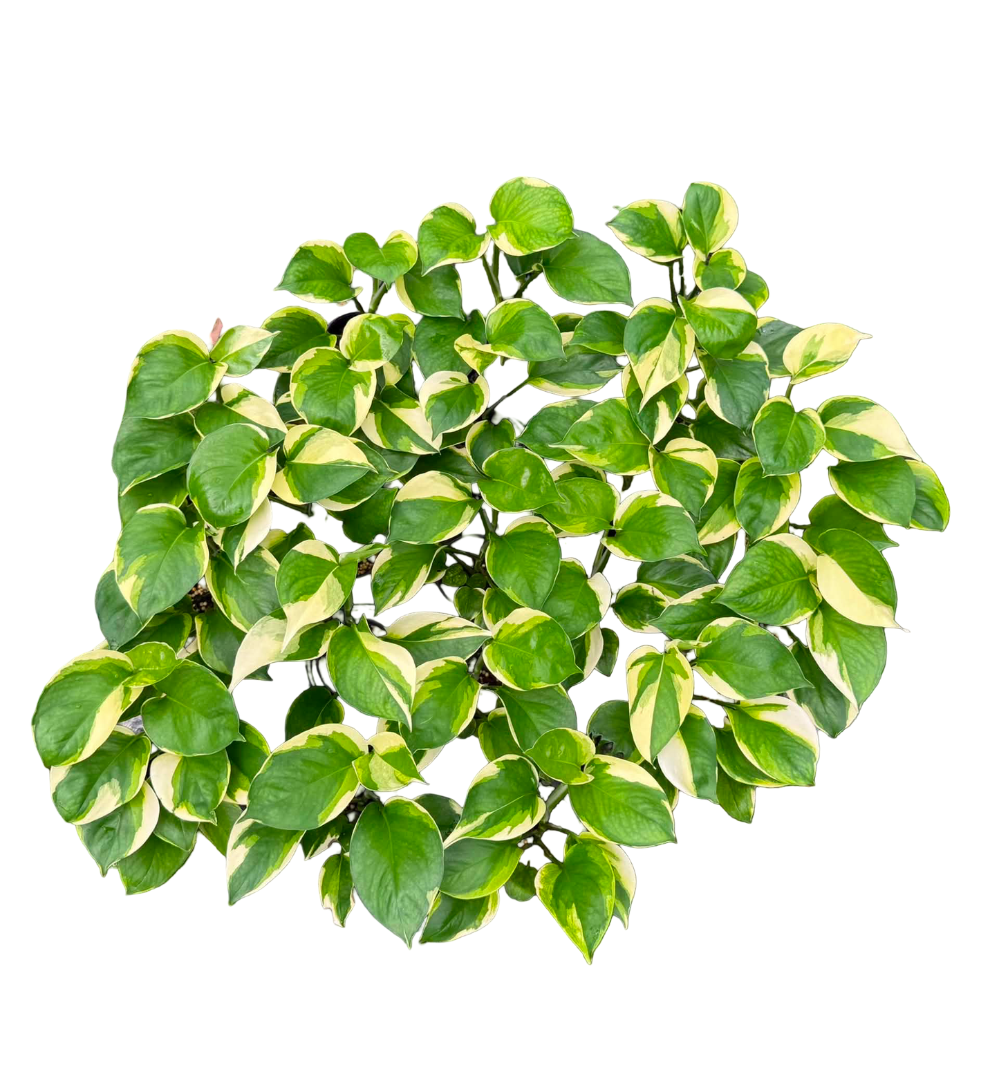 Epipremnum ‘Poonsin Manjula’ — Set of 10 Plants