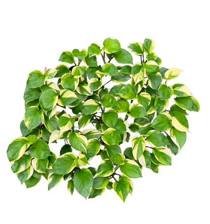 Epipremnum ‘Poonsin Manjula’ — Set of 10 Plants