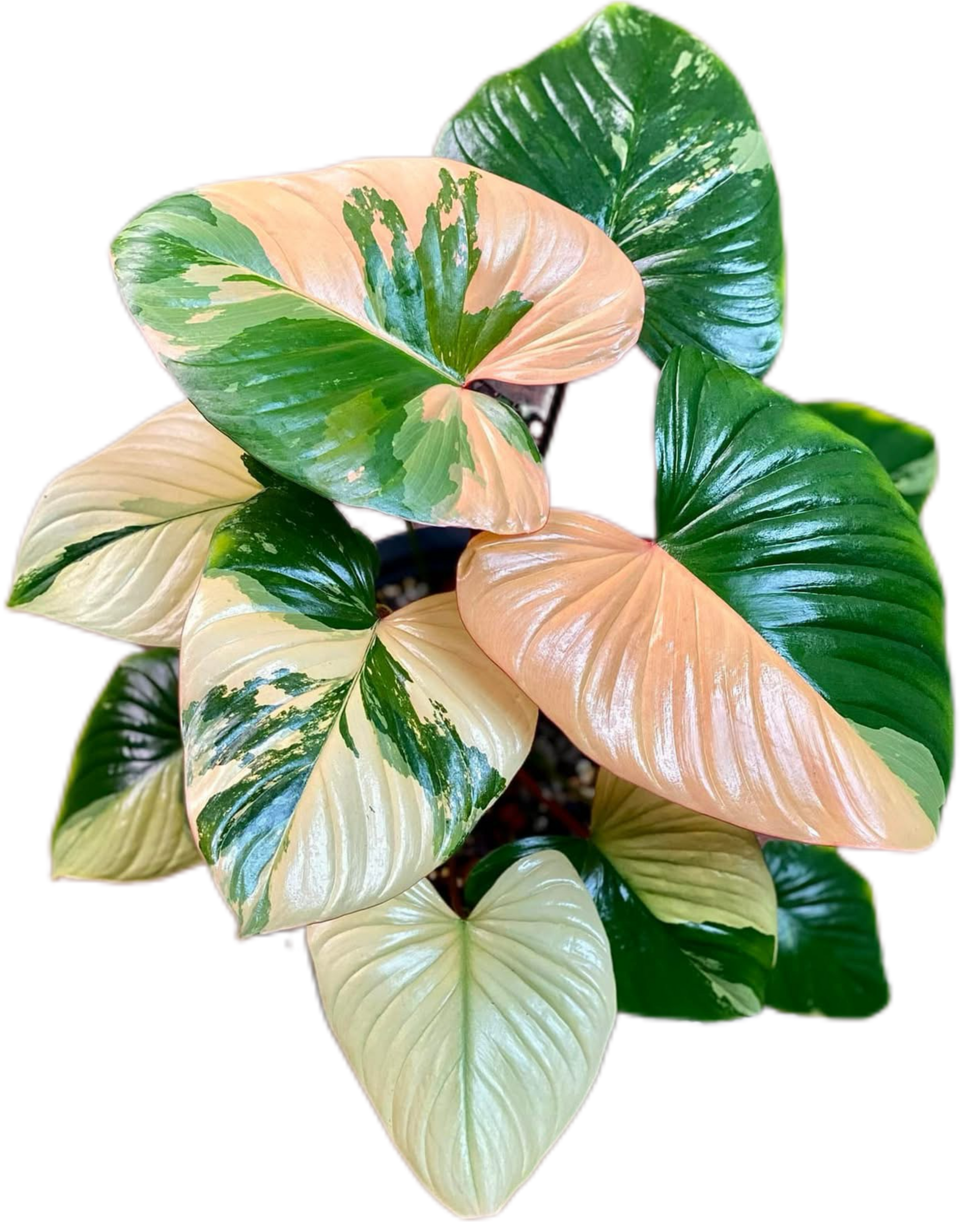 Buy Homalomena Rubescens Pink Variegated | Thailand Export Buy Homalomena Rubescens Pink Variegated | Thailand Export