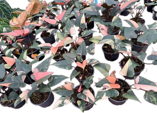 Homalomena Rubescens Pink Diamond Variegated