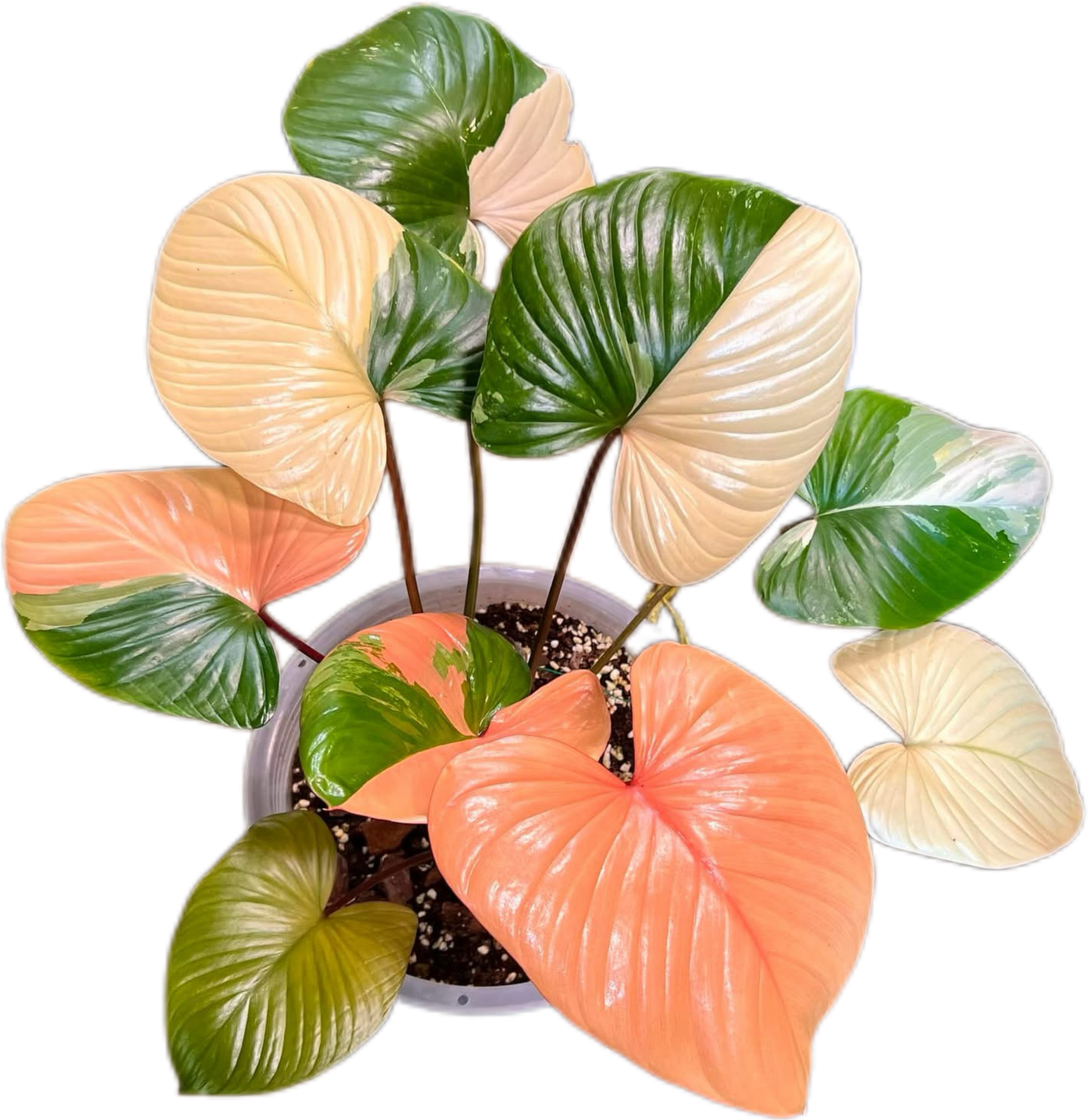 pink variegated monstera Buy Homalomena Rubescens Pink Variegated