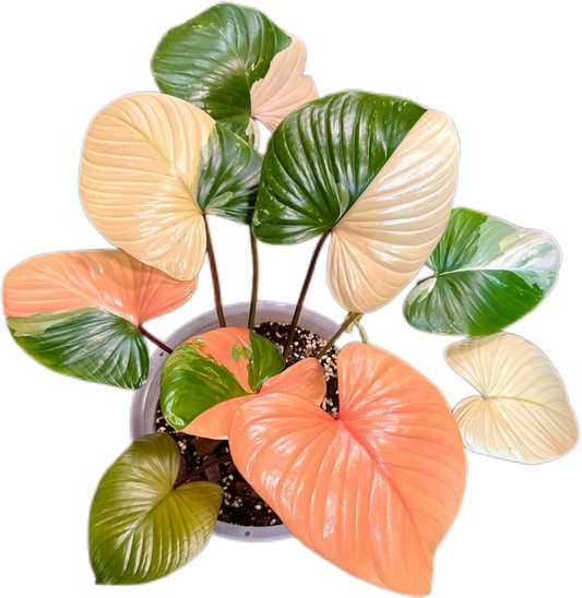 Homalomena Rubescens Pink Variegated