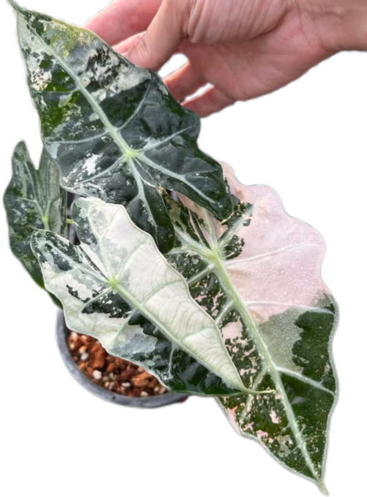 Alocasia Nairobi Night Albo pink Variegated