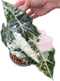Alocasia Nairobi Night Albo pink Variegated