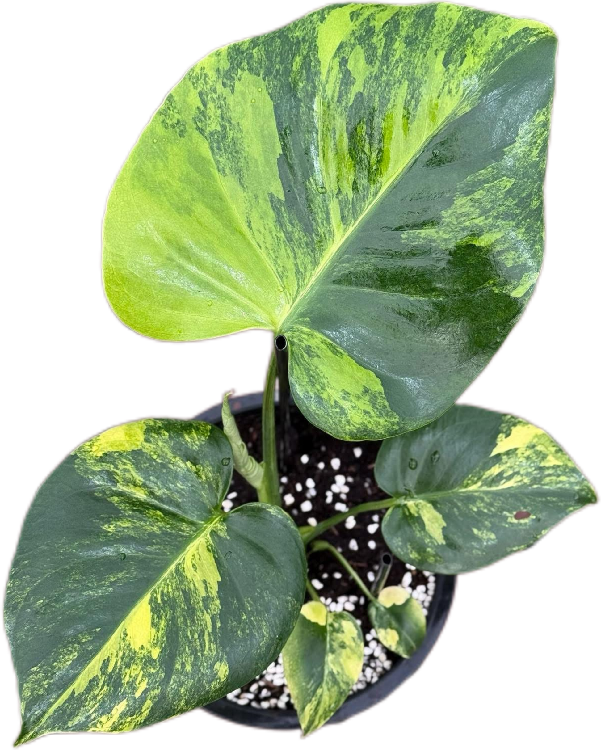 Monstera Deliciosa “Pom Pom”