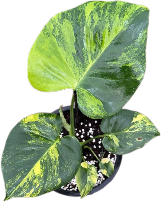 Monstera Deliciosa “Pom Pom”