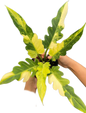 Philodendron Pinnatifidum Variegated