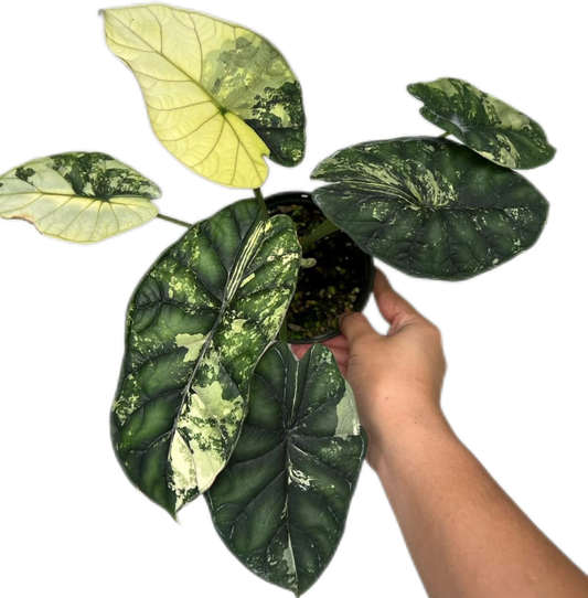 Alocasia Dragon Scale Albo Variegated