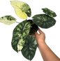 Alocasia Dragon Scale Albo Variegated