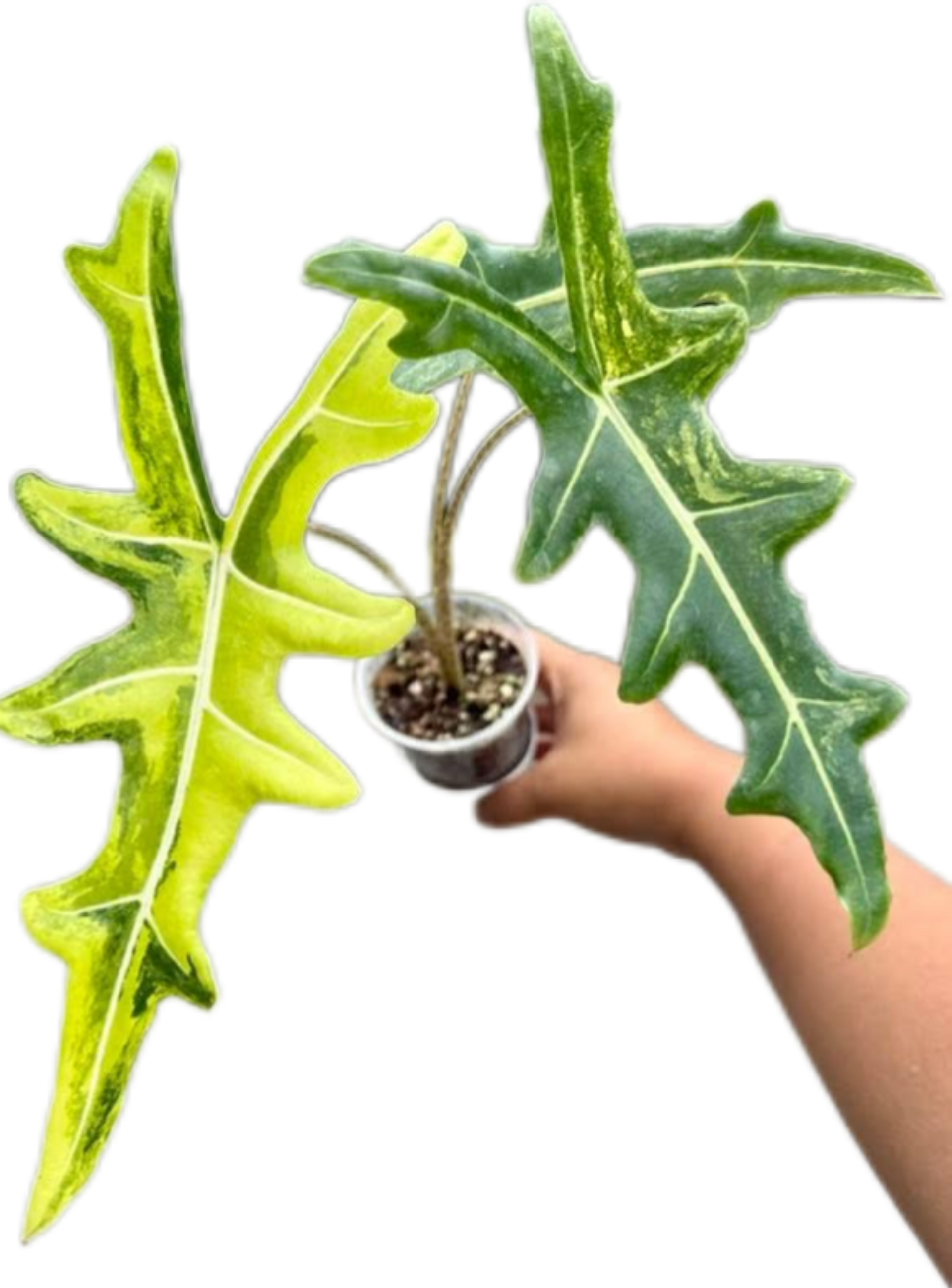 Buy Alocasia Portei Aurea Variegated | Thailand Export