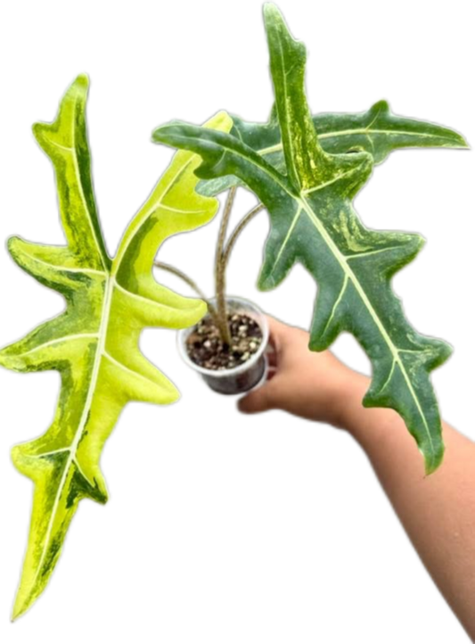 Alocasia Portei Aurea Variegated