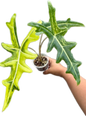 Alocasia Portei Aurea Variegated