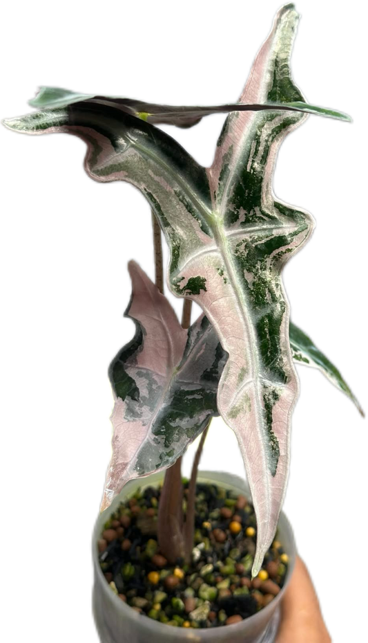 Alocasia “Nobilis” Pink Variegated