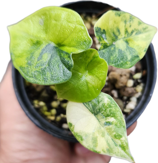 Alocasia Melo Aurea Variegated