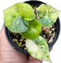 Alocasia Melo Aurea Variegated