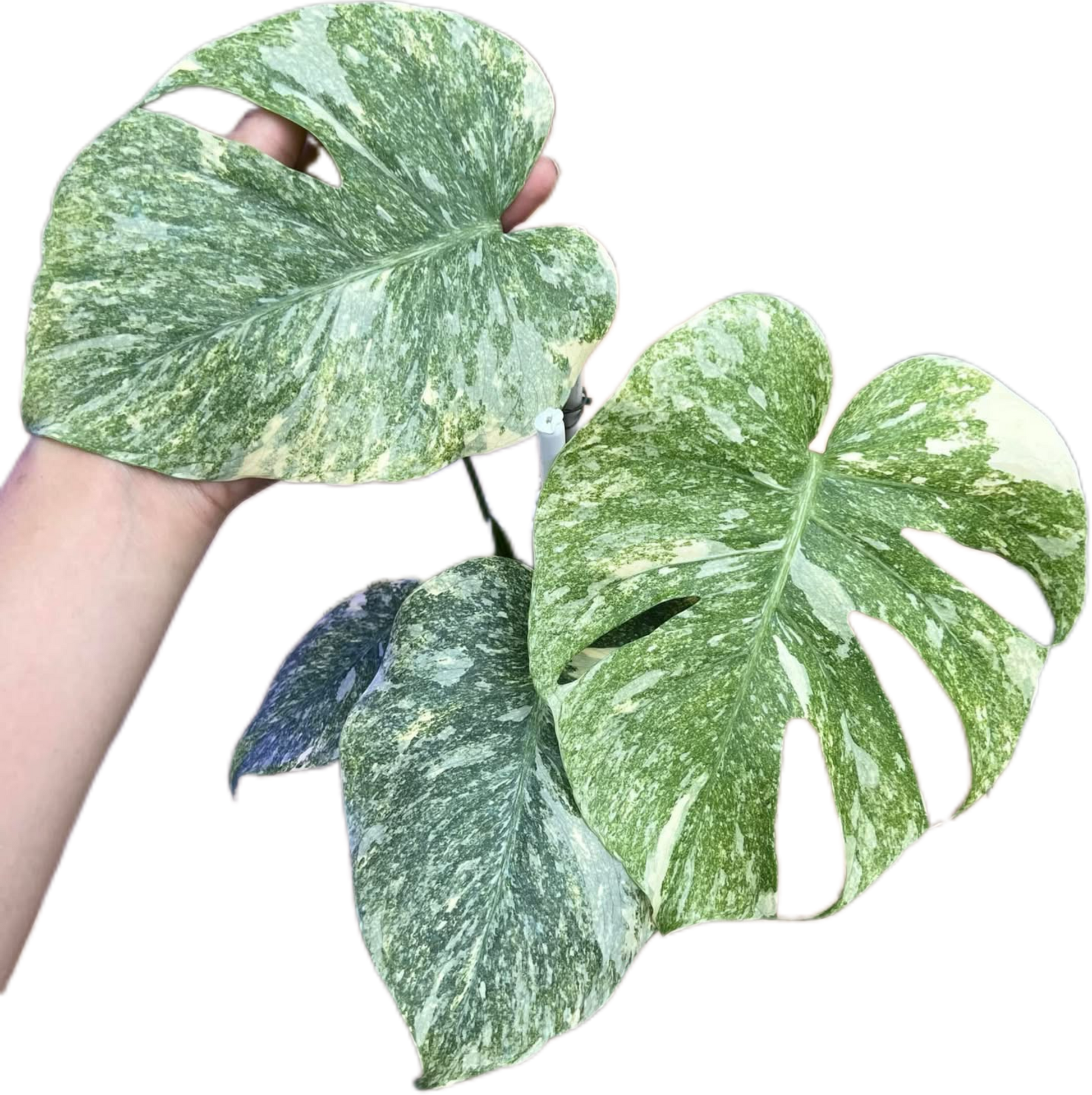Buy Monstera Deliciosa “Green Snow” | Thailand Export Buy Monstera Deliciosa “Green Snow” | Thailand Export