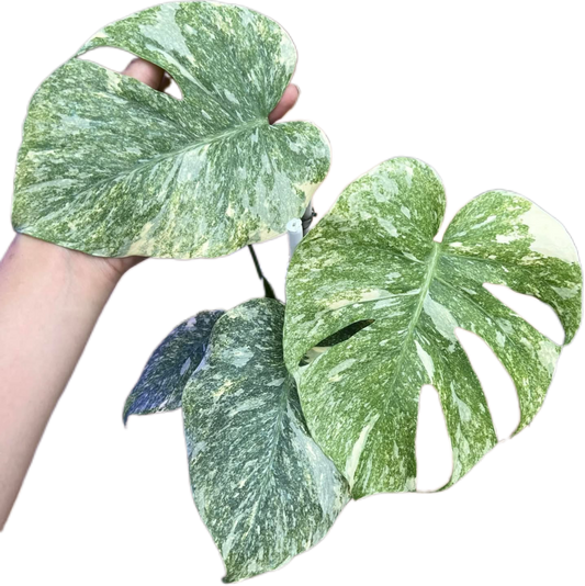Monstera Deliciosa “Green Snow”