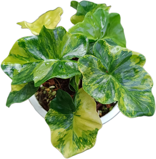 Philodendron Super Atom Variegated