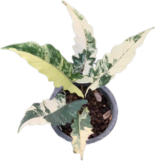 Alocasia Lauterbachiana Albo Variegated