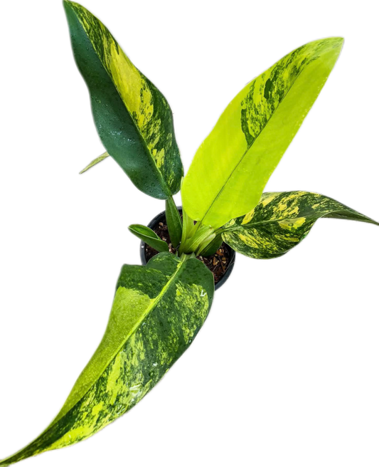 Philodendron Martianum “Fat Boy” Variegated