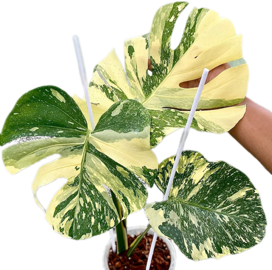 Rare Monstera Thai Constellation Crème Brûlée