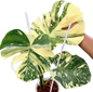 Rare Monstera Thai Constellation Crème Brûlée