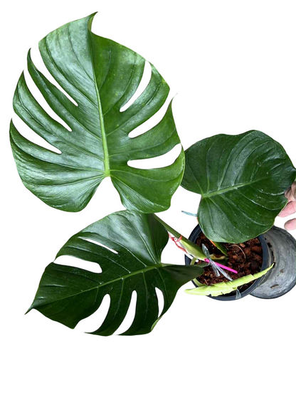 Monstera Deliciosa “Tattoo” –(Actual Plant)