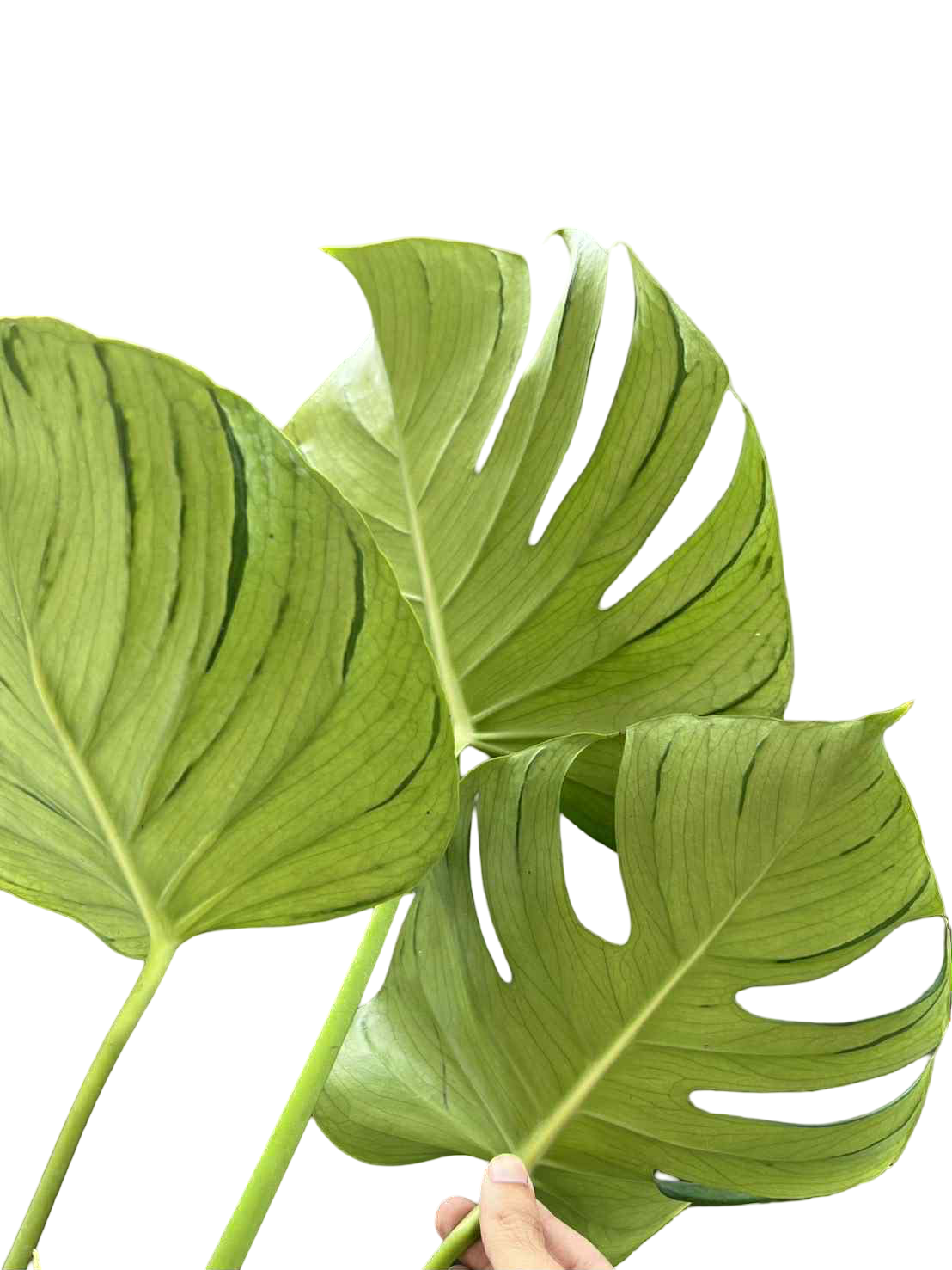 Monstera Deliciosa “Tattoo” –(Actual Plant)