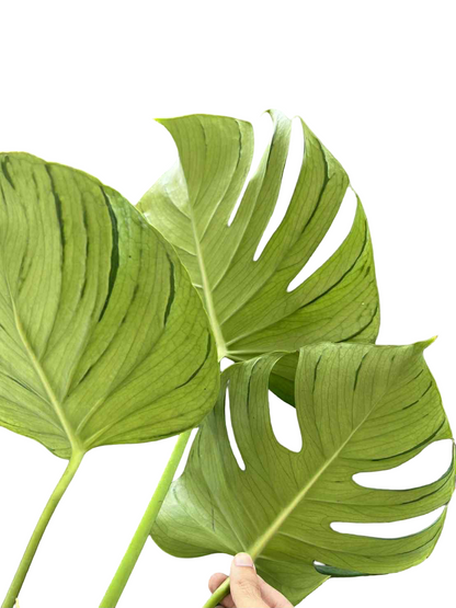 Monstera Deliciosa “Tattoo” –(Actual Plant)