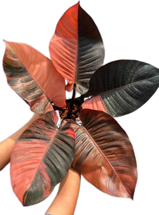 Rare Philodendron Black Cardinal Variegated No. 1 Type