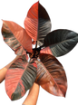Rare Philodendron Black Cardinal Variegated No. 1 Type