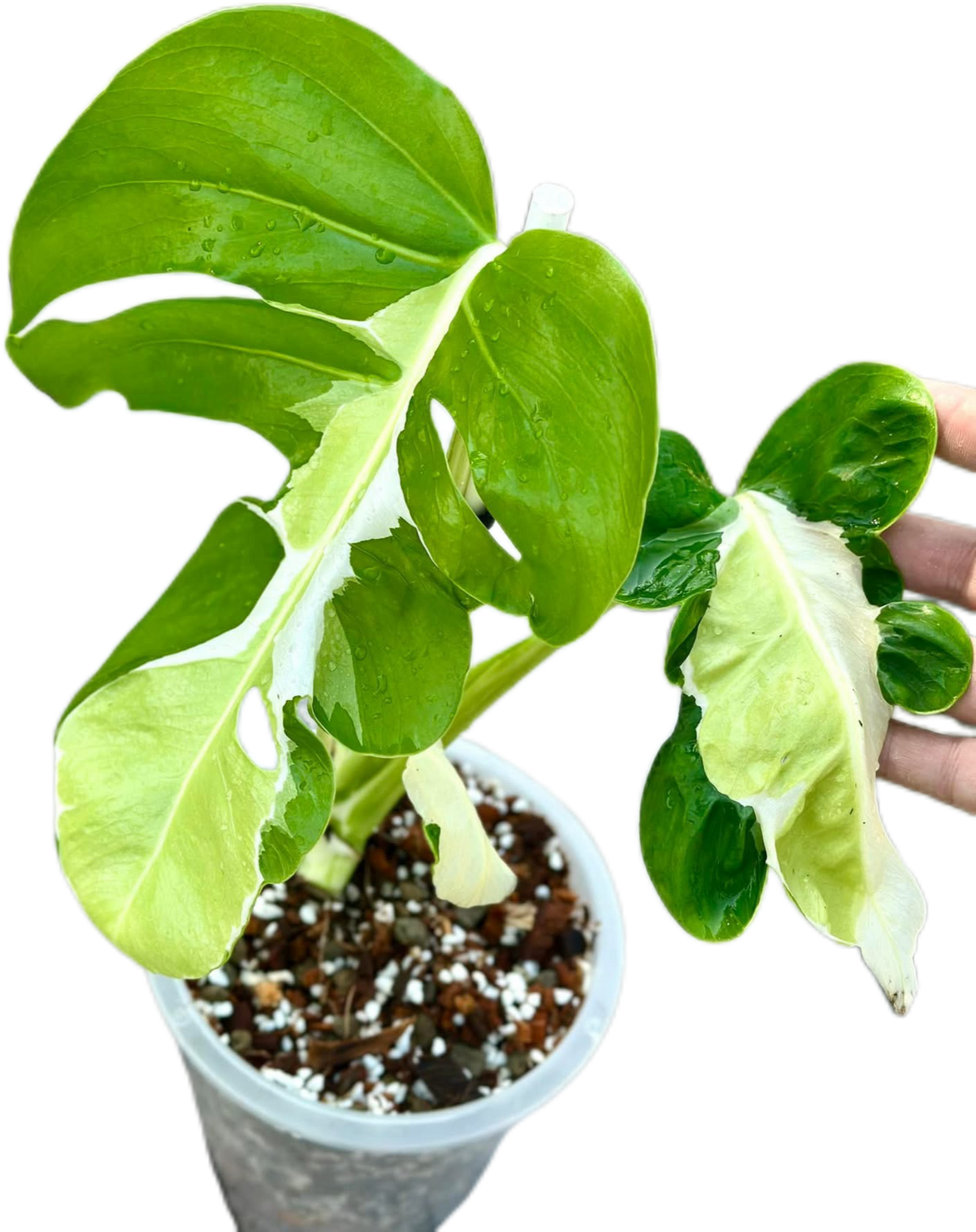 Monstera Deliciosa “White Lava” Variegated 